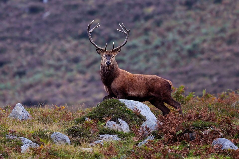 Wild deer spotted at The Killarney National Park