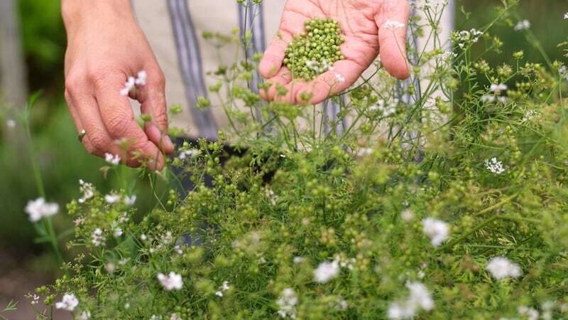 Fresh herbs being selected everyday for cooking
