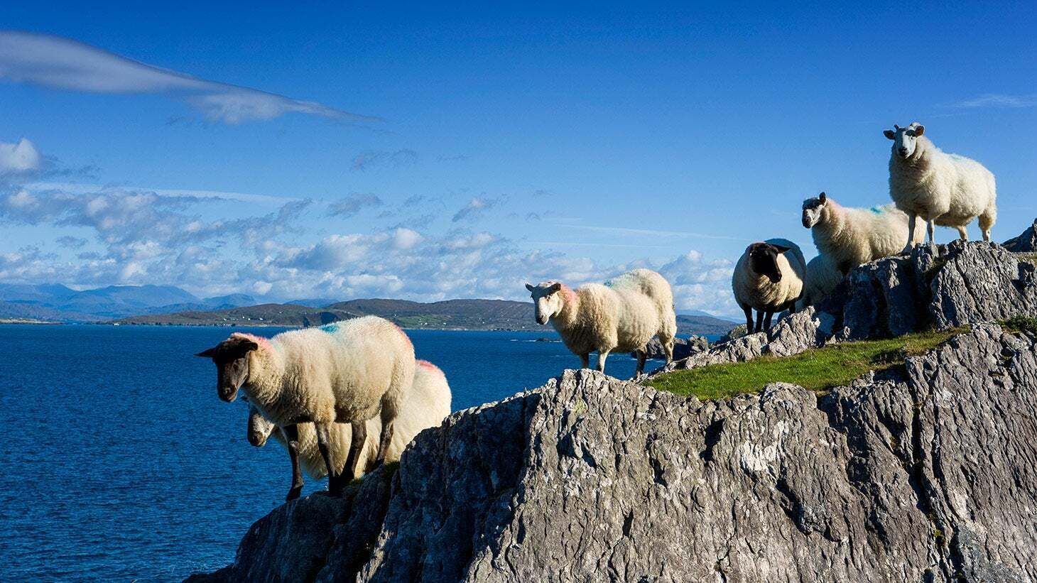 A flock of sheep on Beara Peninsula