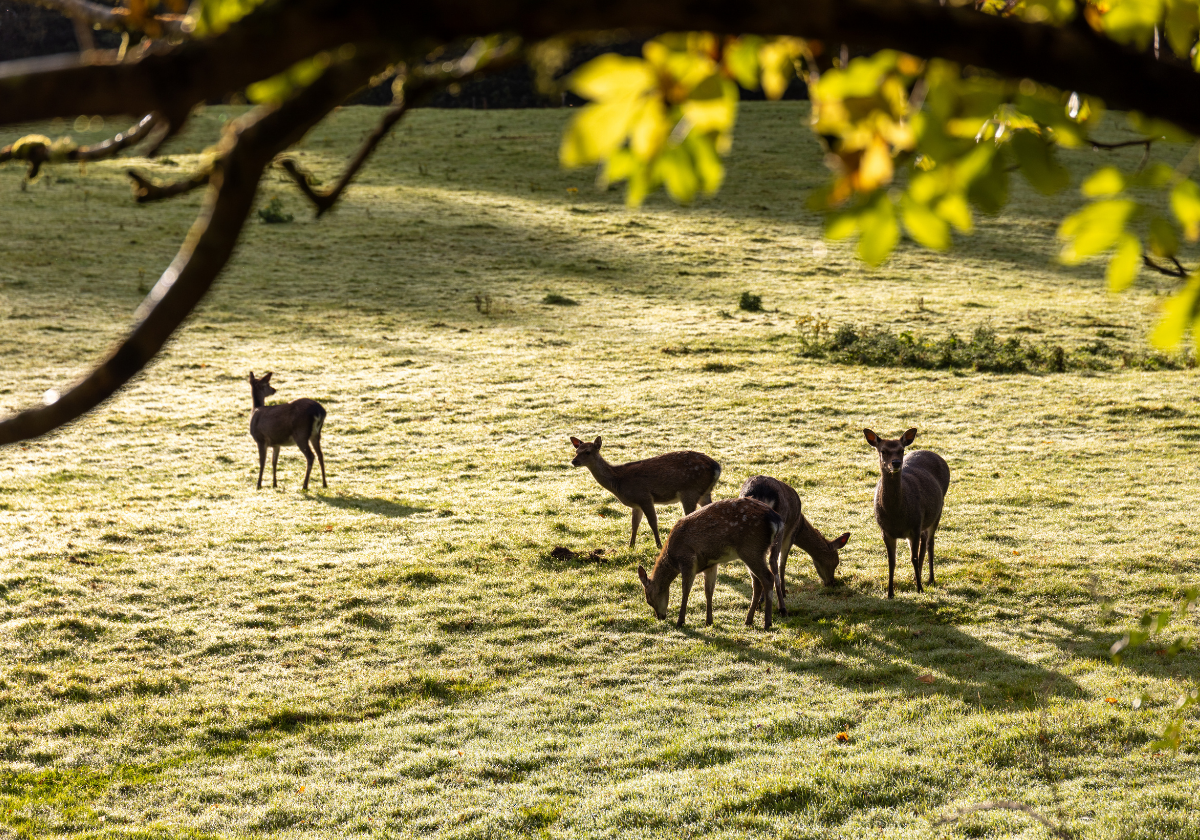 A herd of deer spotted at the Killarney National Park.
