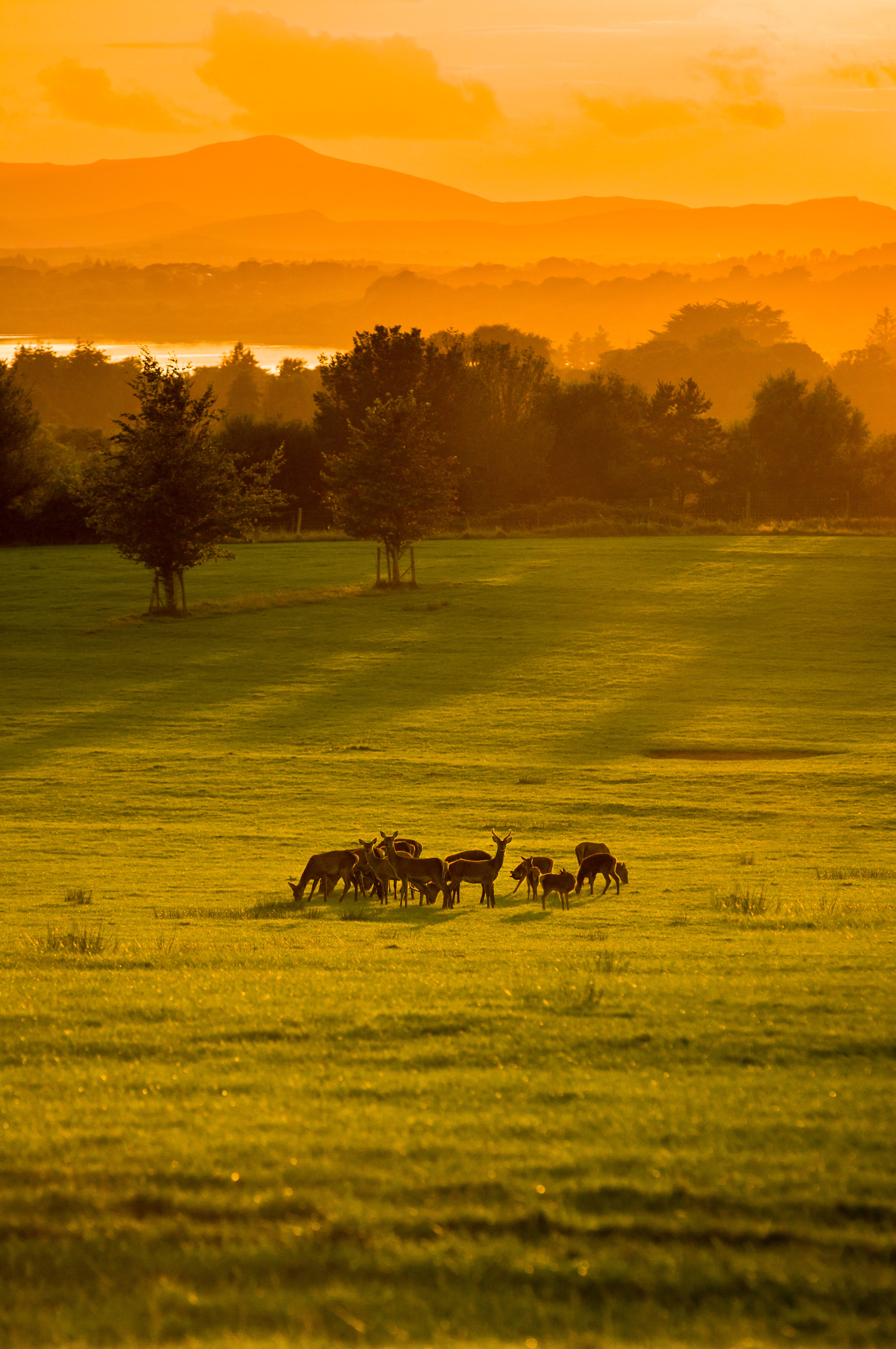Fawns seen at the Killarney National Park during the golden hour.