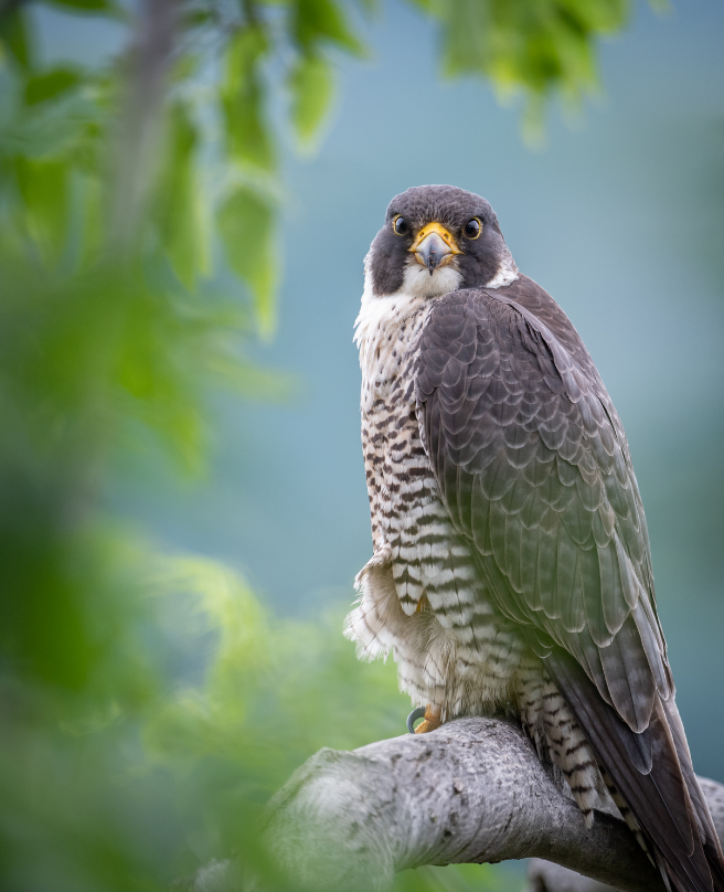 This is a Peregrine Falcon sitting on the branch of a tree.