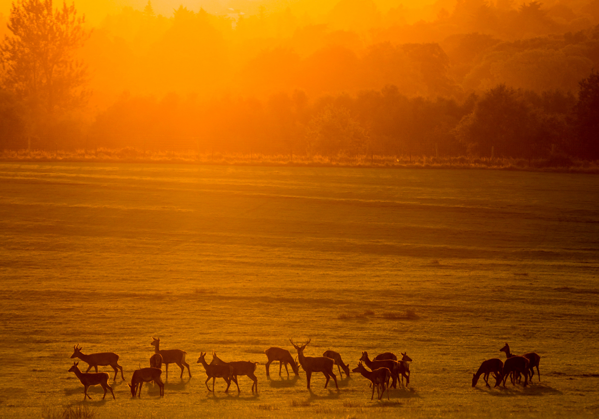 A herd of deer roaming in Killarney National Park