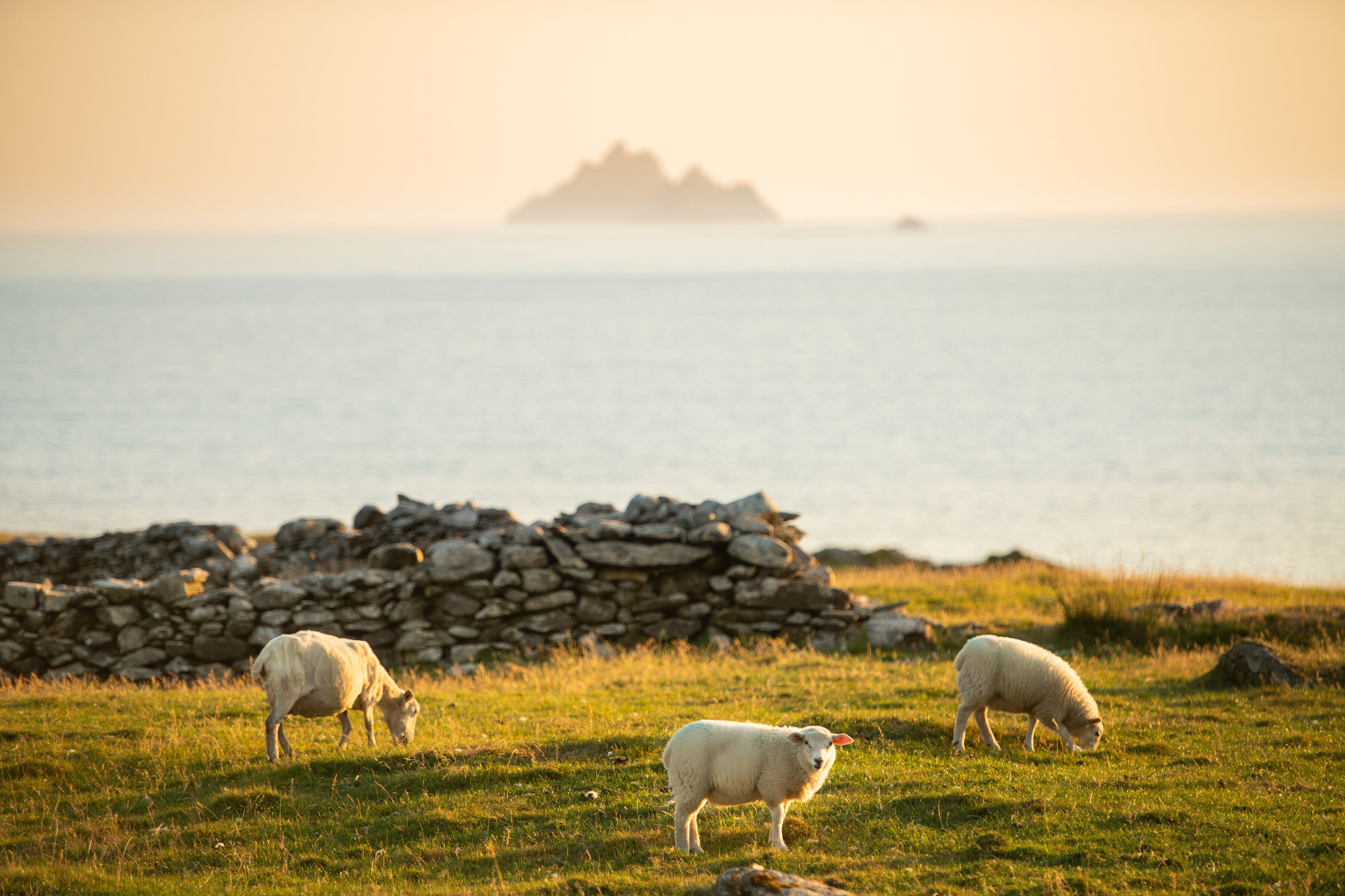 a flock of sheep seen at The Skellig Island during the golden hour.