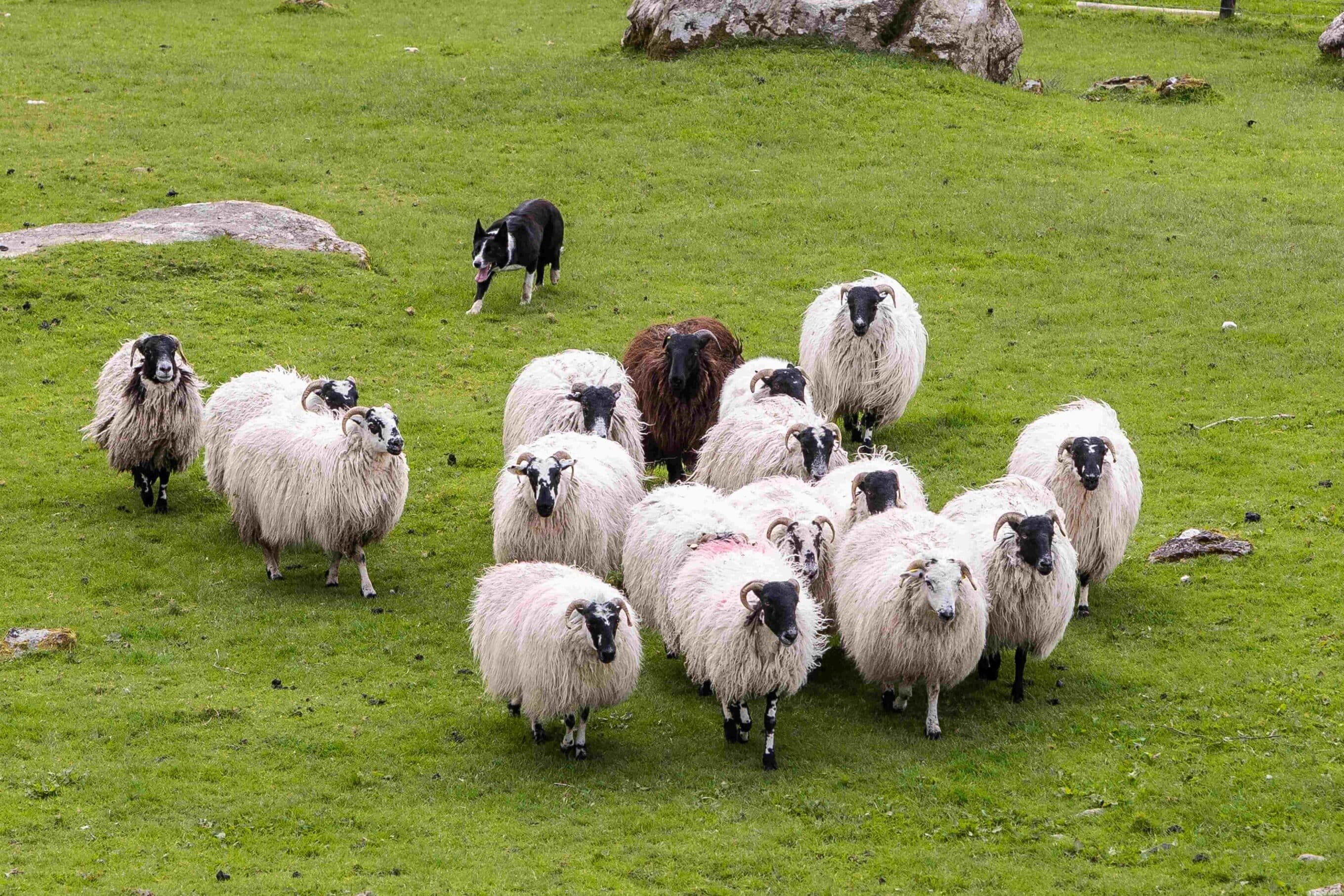 A flock of sheep at the Killarney Park