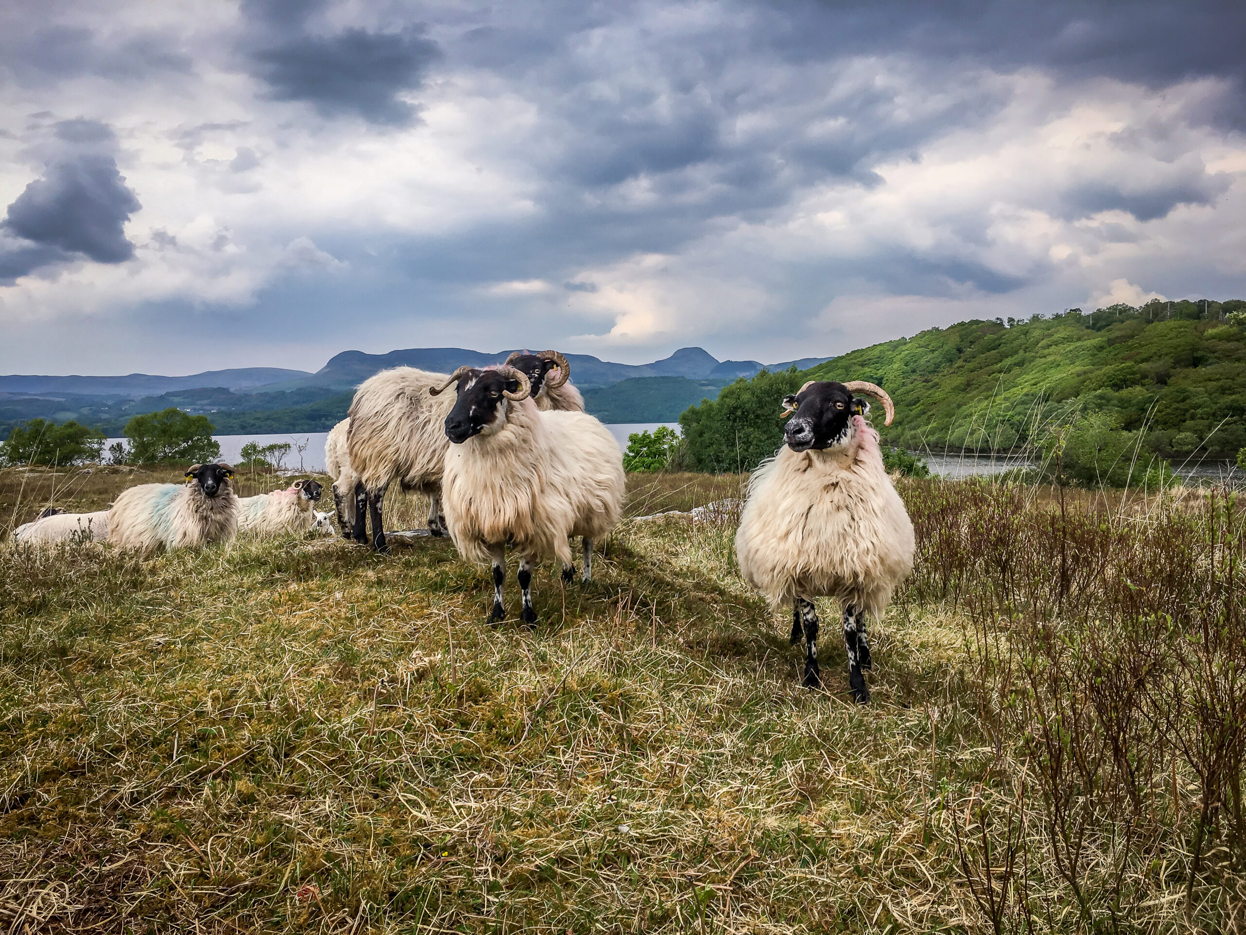 sheep farm tour